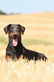 DOBERMANN 957